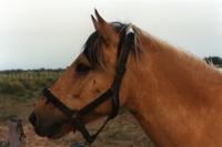 A dun horse, note dark ear tips, sootiness on face and white guard hairs on outside of dark mane.