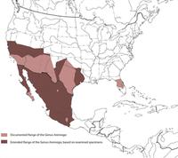 Arenivaga genus distribution.